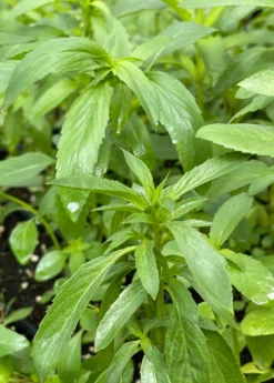 Bergamot 'Lemon' (Monarda Citriodora) -Sowexotic Shop Bergamot Lemon Monardacitriodora sowexotic 1