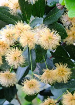 Black Bead (Pithecellobium Keyense) -Sowexotic Shop BlackBeadPithecellobiumkeyenseNativeFruitTreesforSale SowExotic.com