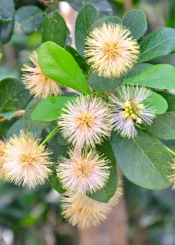 Black Bead (Pithecellobium Keyense) -Sowexotic Shop BlackBeadPithecellobiumkeyenseNativeFruitTreesforSale SowExotic.com 1