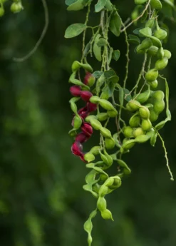 Black Bead (Pithecellobium Keyense) -Sowexotic Shop BlackBeadPithecellobiumkeyenseNativeFruitTreesforSale SowExotic.com 2