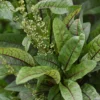 Bloody Dock (Rumex Sanguineus)