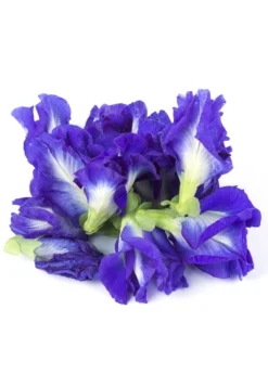 Butterfly Pea (Clitoria Ternatea) -Sowexotic Shop ButterflyPea Clitoriaternatea sowexotic 1