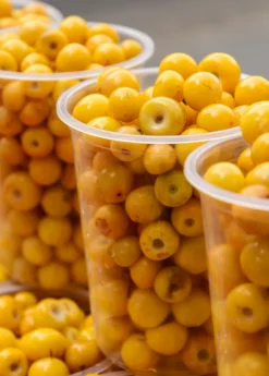 Nance (Byrsonima Crassifolia) -Sowexotic Shop Byrsonima crassifolia nance fruit