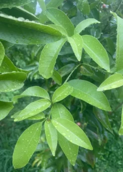 Gin Berry, Ginberry (Glycosmis Pentaphylla) -Sowexotic Shop C99E6CD5 7E9D 4A38 8DFC 637FAC516D3D