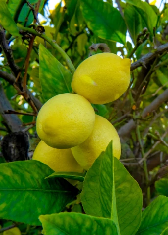 Harvey Lemon (Citrus × Pyriformis) 1 Harvey Lemon (Citrus × Pyriformis)