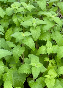 Catnip (Nepeta Cataria) -Sowexotic Shop Catnip Nepetacataria