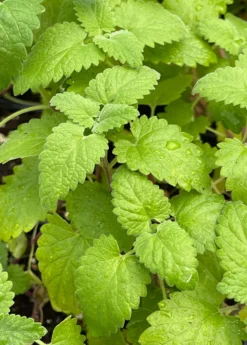 Catnip (Nepeta Cataria) -Sowexotic Shop Catnip Nepetacataria 1