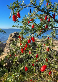 Christmasberry (Lycium Carolinianum) -Sowexotic Shop Christmasberry Lyciumcarolinianum liveplantsforsale SowExotic.com 1