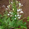 Shona Cabbage (Cleome Gynandra)