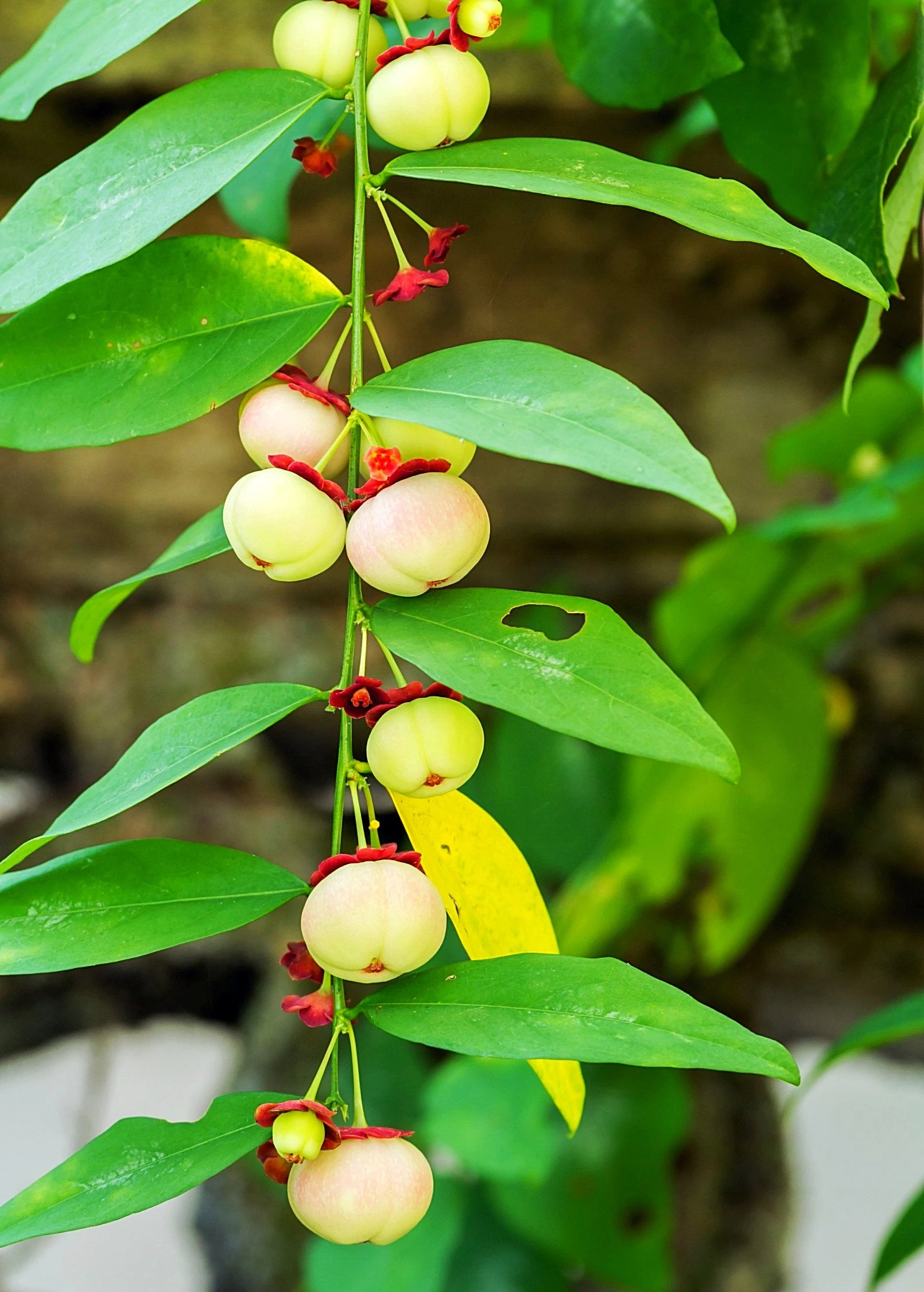 Katuk (Sauropus Androgynus) 5 Katuk (Sauropus Androgynus) - Image 5