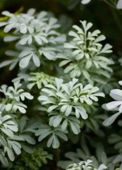Rue (Ruta Graveolens) 13 Rue (Ruta Graveolens) -Sowexotic Shop Common rue branch on medicinal plant. Fresh rue leaves or herb of grace green garden. Rue herb or Ruta graveolens garden. Rue on Lithuanian
