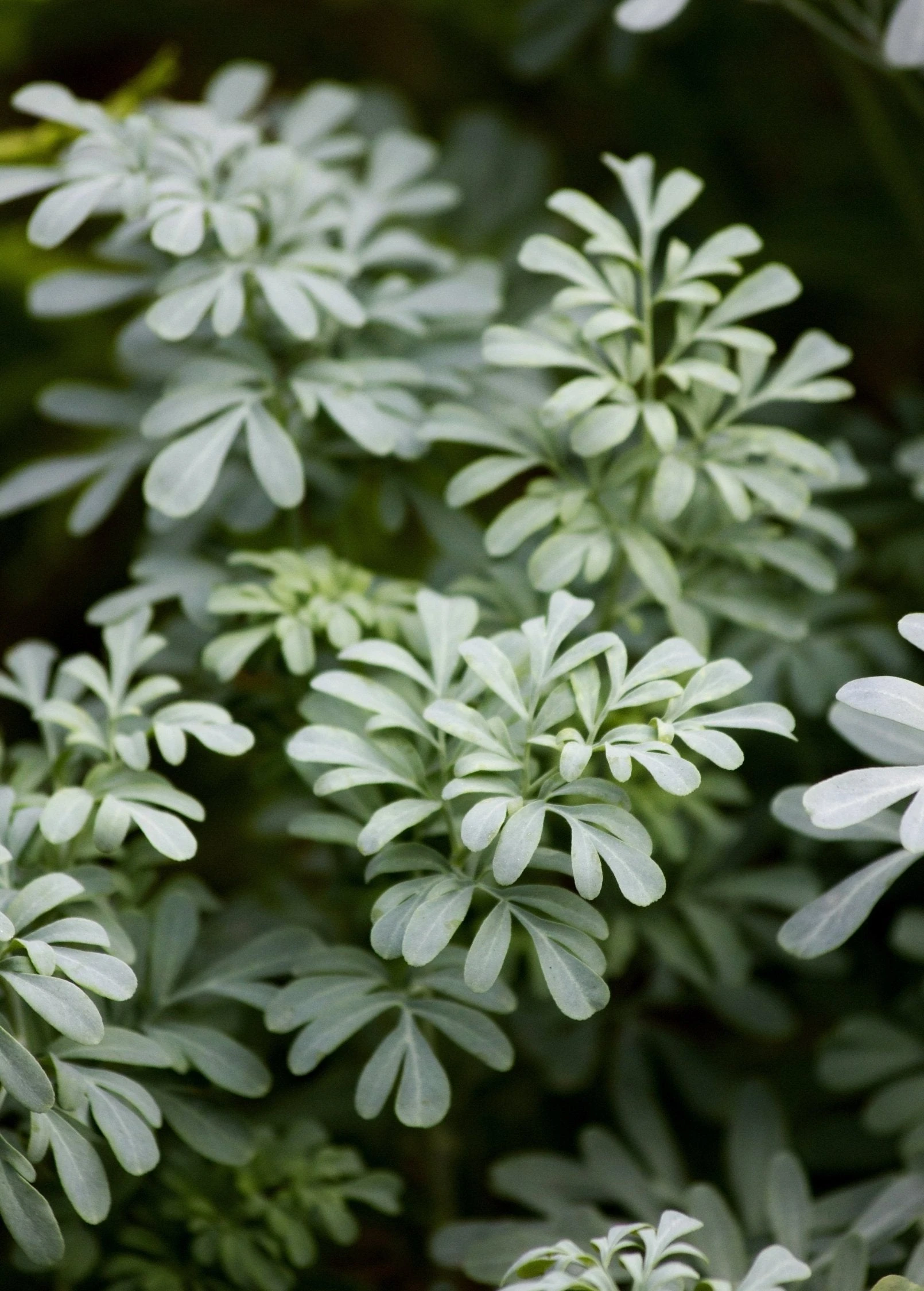 Rue (Ruta Graveolens) 7 Rue (Ruta Graveolens) - Image 7