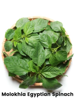 Summer Greens Bundle: Malabar Spinach, Molokhia, Longevity Spinach & Lagos Spinach -Sowexotic Shop CopyofBananaBundleforSale SowExotic.com 13