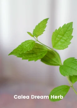 Sleepy Herb Bundle: Valerian Root, African Dream Root & Calea Dream Root -Sowexotic Shop CopyofBananaBundleforSale SowExotic.com 9