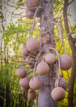 Cannonball Tree (Couroupita Guianensis) -Sowexotic Shop CouroupitaguianensisCannonballFruitTreeForSale SowExotic.com