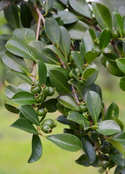 Guava, Strawberry (Psidium Cattleianum) 13 Guava, Strawberry (Psidium Cattleianum) -Sowexotic Shop DSC 3247