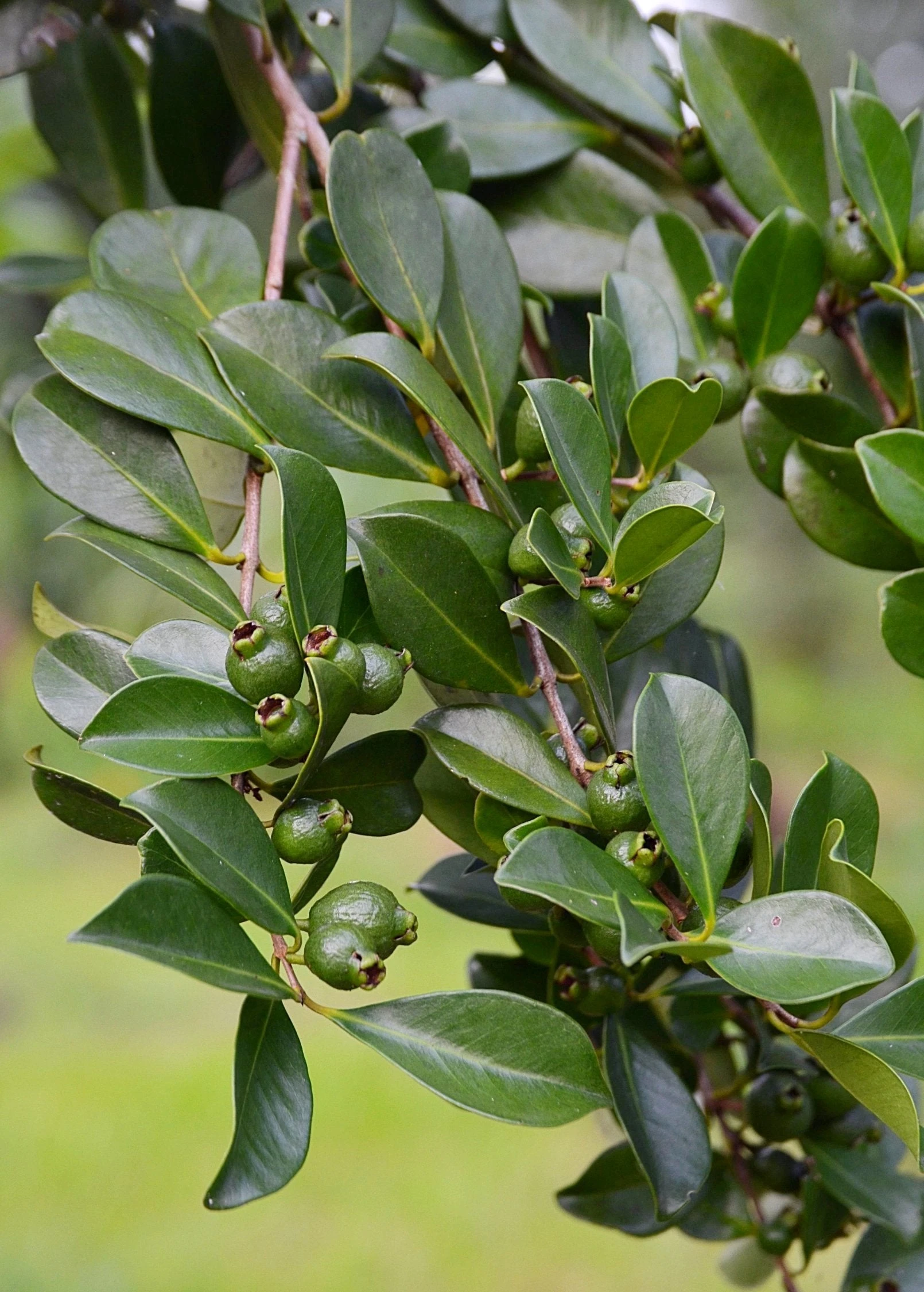 Guava, Strawberry (Psidium Cattleianum) 6 Guava, Strawberry (Psidium Cattleianum) - Image 6