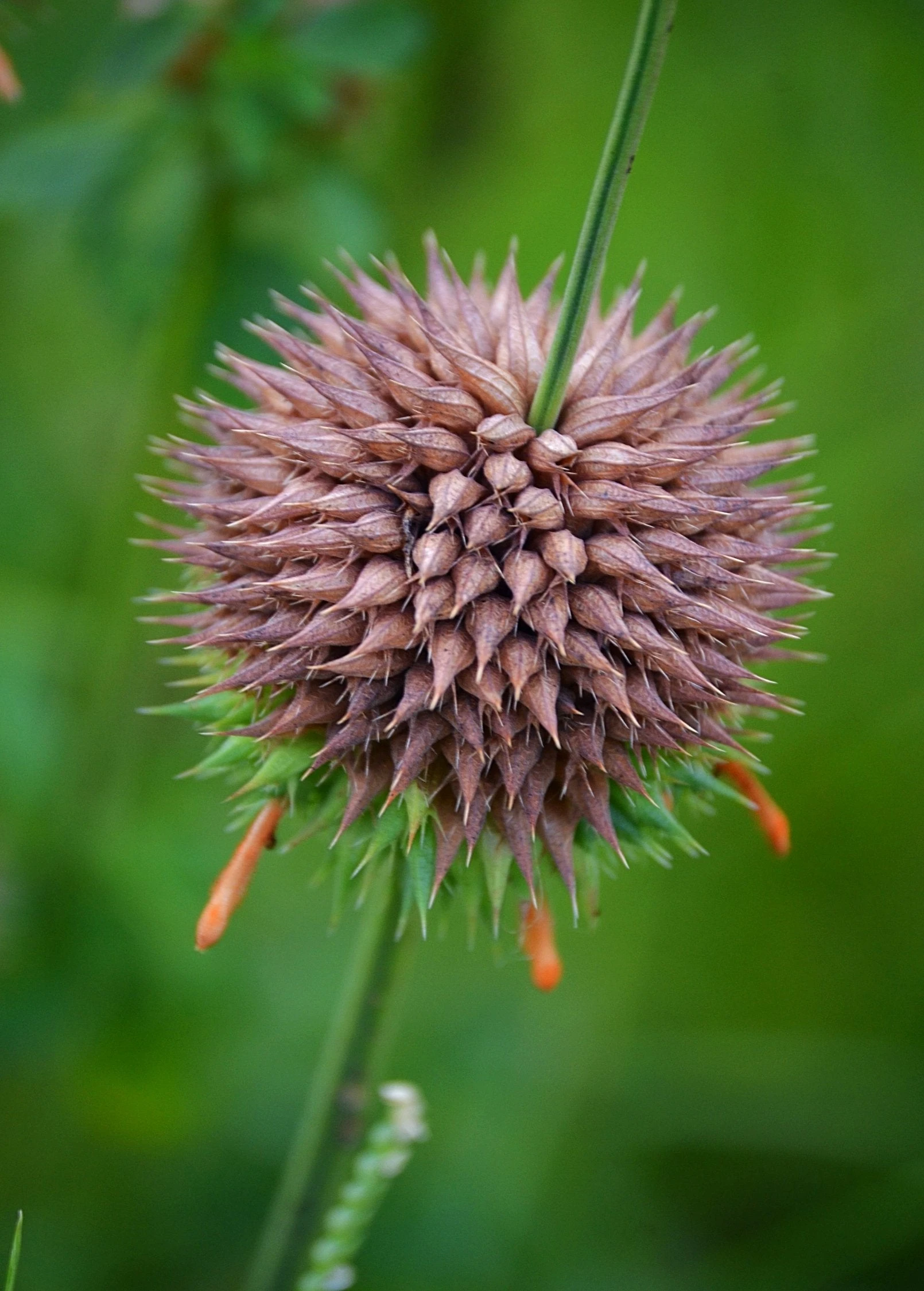 Klip Dagga (Leonotis Nepetifolia) 6 Klip Dagga (Leonotis Nepetifolia) - Image 6