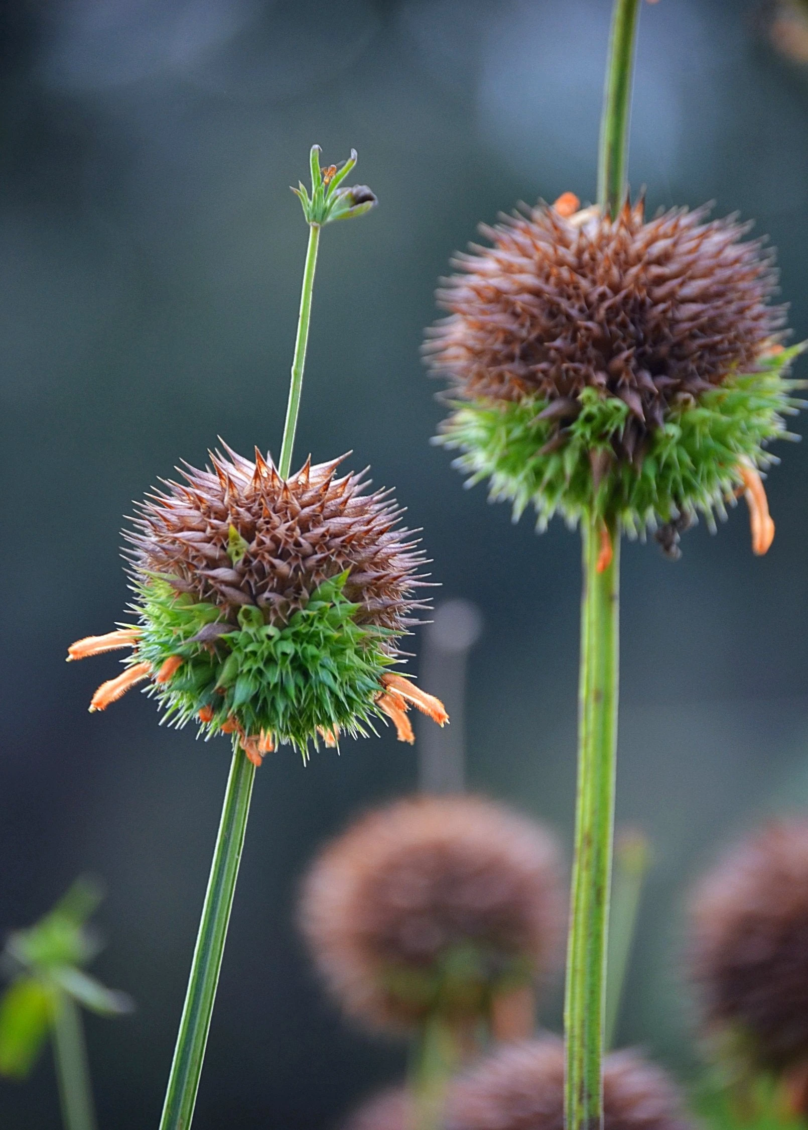 Klip Dagga (Leonotis Nepetifolia) 3 Klip Dagga (Leonotis Nepetifolia) - Image 3