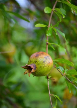 Pomegranate 'Vietnamese Pink' (Punica Granatum) -Sowexotic Shop DSC 3267