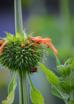 Klip Dagga (Leonotis Nepetifolia) 10 Klip Dagga (Leonotis Nepetifolia) -Sowexotic Shop DSC 3350