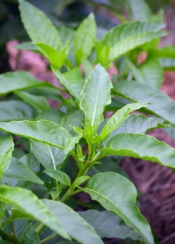 Longevity Spinach (Gynura Procumbens) -Sowexotic Shop DSC 3400 Edited