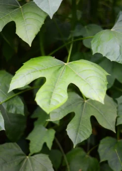 Chaya, Mexican Tree Spinach (Cnidoscolus Aconitifolius) -Sowexotic Shop DSC 3691