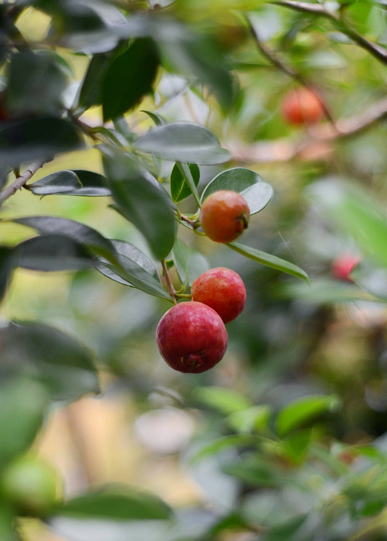 Guava, Strawberry (Psidium Cattleianum) 4 Guava, Strawberry (Psidium Cattleianum) - Image 4