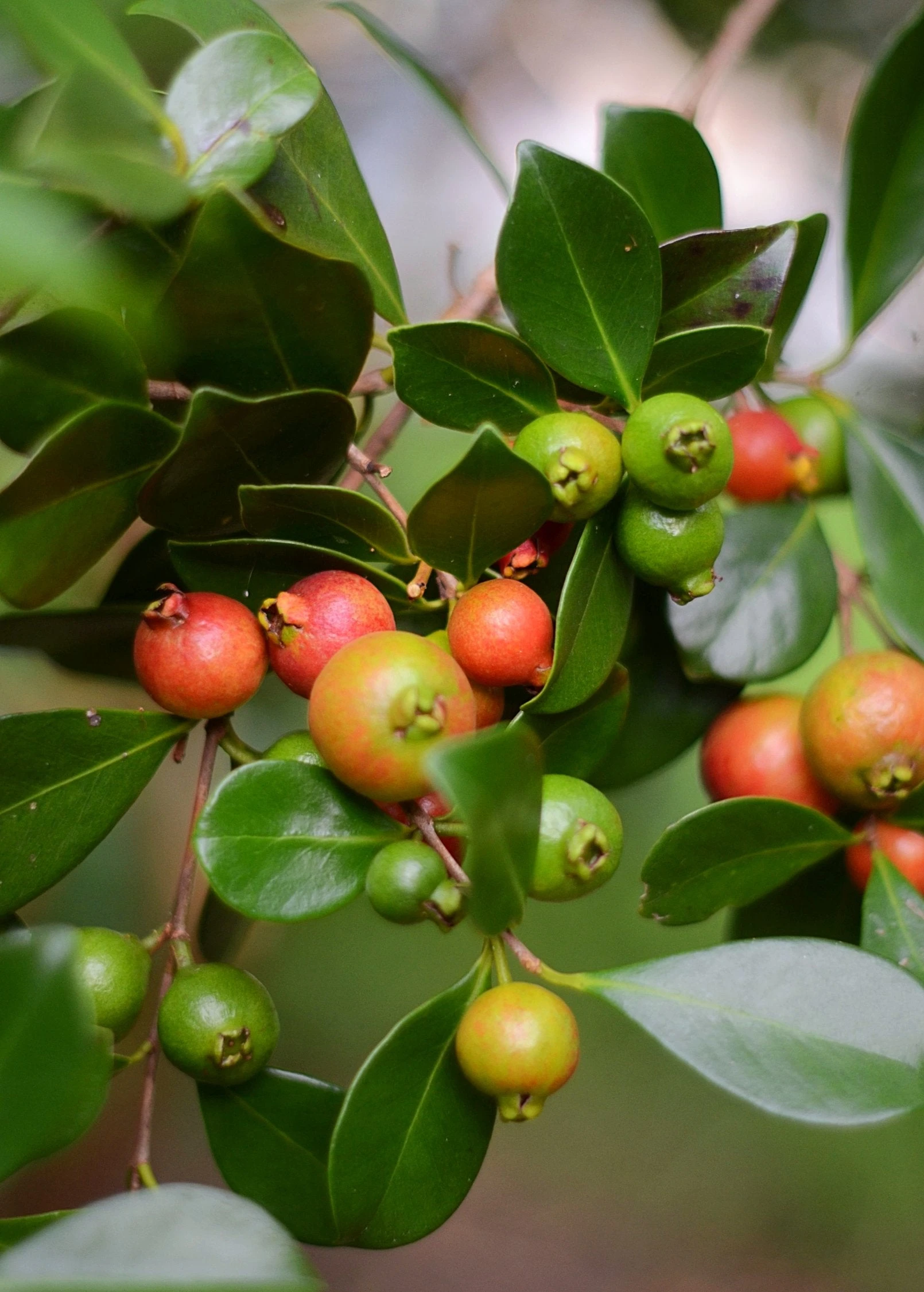 Guava, Strawberry (Psidium Cattleianum) 1 Guava, Strawberry (Psidium Cattleianum)
