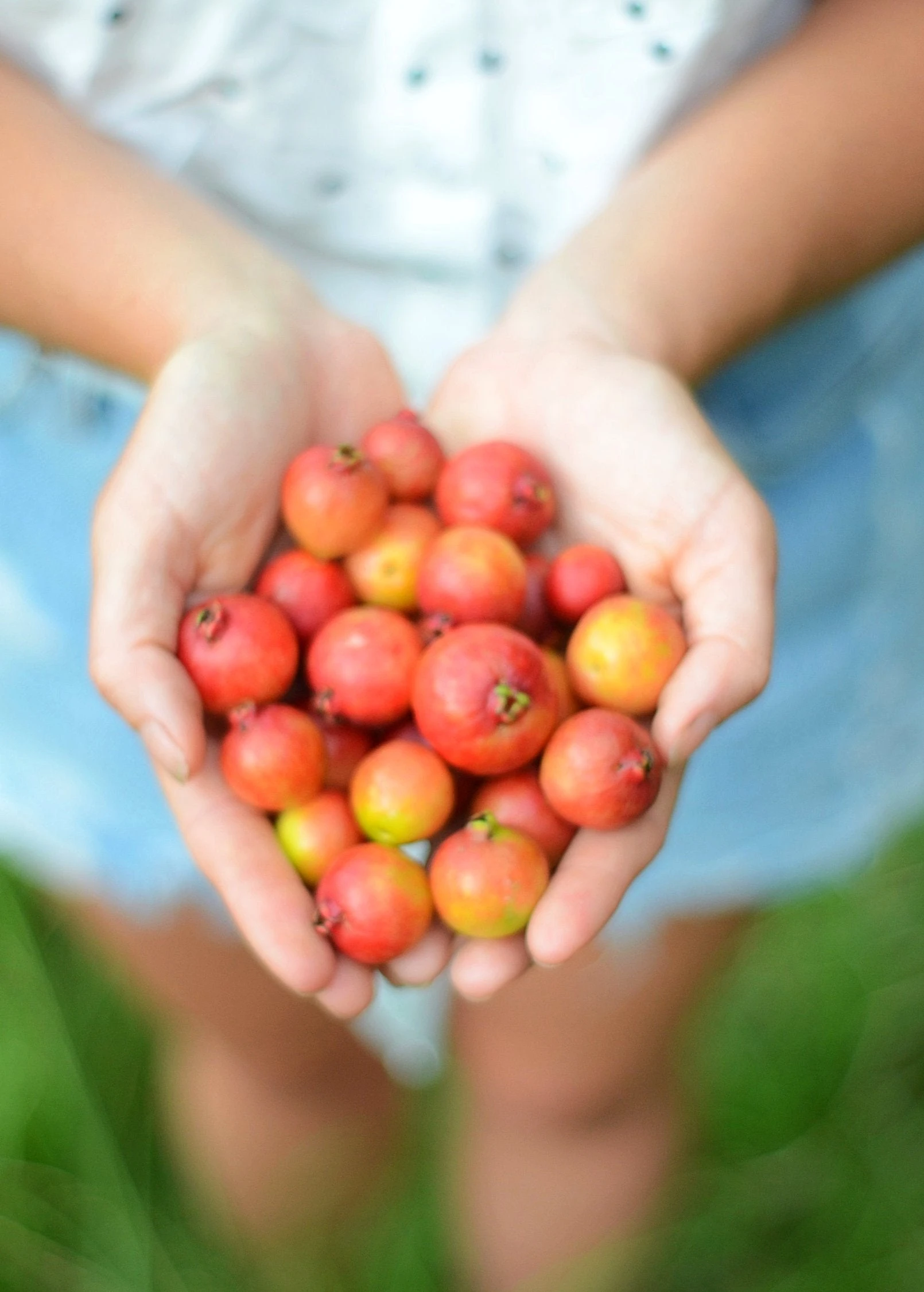 Guava, Strawberry (Psidium Cattleianum) 2 Guava, Strawberry (Psidium Cattleianum) - Image 2