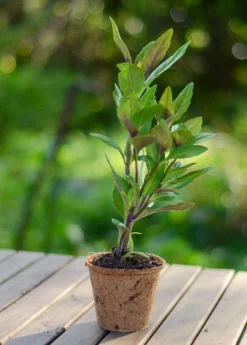 Longevity Spinach (Gynura Procumbens) -Sowexotic Shop DSC 4493