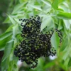 Elderberry, Florida Native (Sambucus Canadensis)