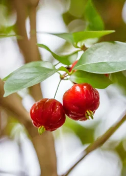 Surinam Cherry Seedling (Eugenia Uniflora) -Sowexotic Shop Eugenia uniflora surinam cherry fruit