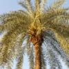 Sylvester Palm (Phoenix Sylvestris)