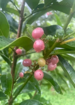 Gin Berry, Ginberry (Glycosmis Pentaphylla) -Sowexotic Shop F8473651 E113 47E4 A0C0 B320B1E61BC9