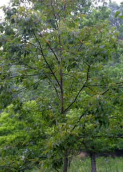 Persimmon Seedling 'Florida Native' (Diospyros Virginiana) -Sowexotic Shop FloridaNativePersimmonSeedlingFruitTreesforSale SowExotic.com