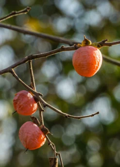 Persimmon Seedling 'Florida Native' (Diospyros Virginiana)