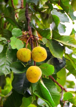Santol (Sandoricum Koetjape) -Sowexotic Shop Fresh santol on tree