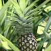 Pineapple 'White Jade' (Ananas Comosus)