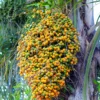 Jelly Palm (Butia Capitata)