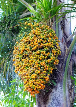Jelly Palm (Butia Capitata)