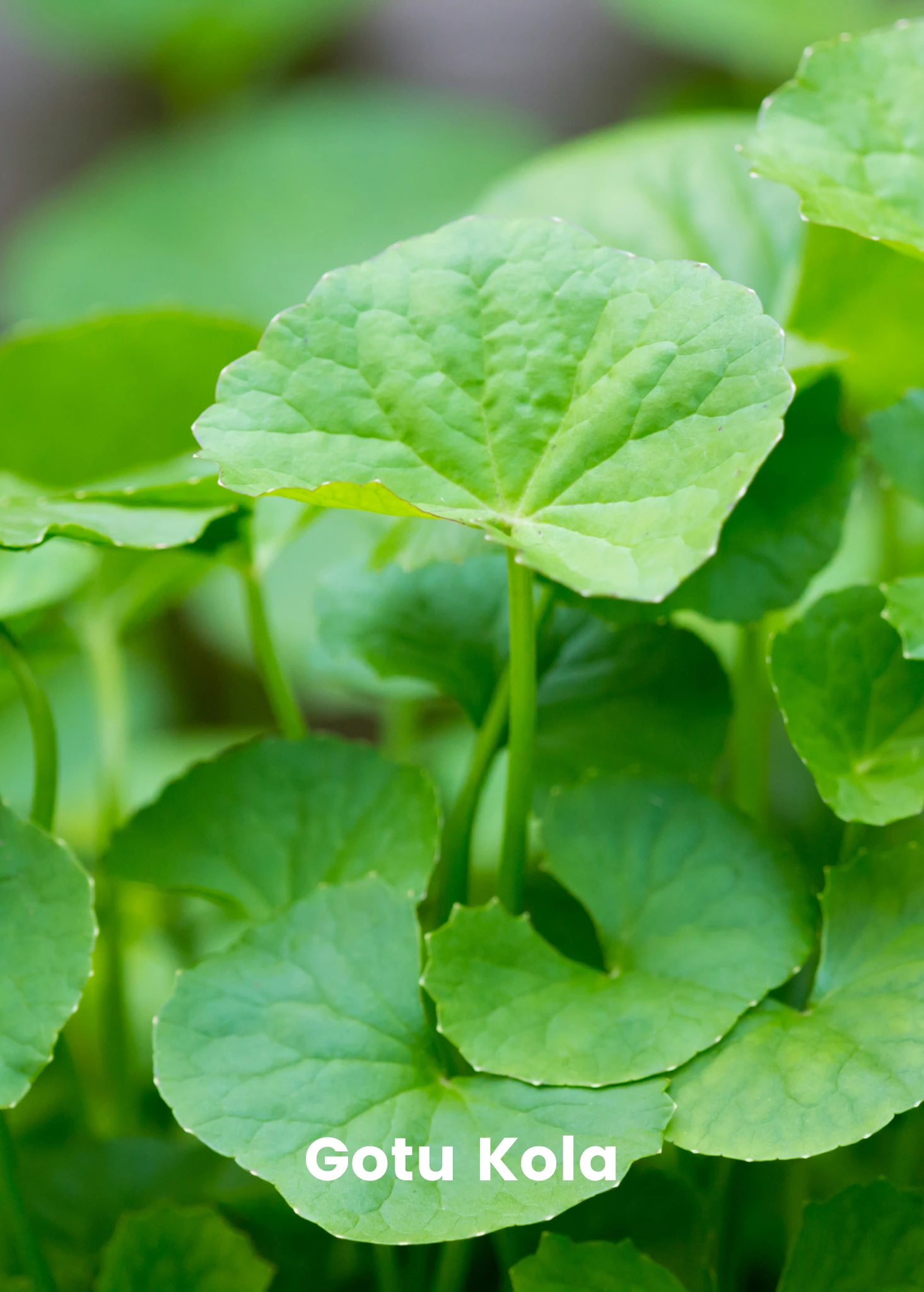 Adaptogen Herb Bundle: Gotu Kola, Skullcap, Ashwagandha, Tulsi 2 Adaptogen Herb Bundle: Gotu Kola, Skullcap, Ashwagandha, Tulsi - Image 2