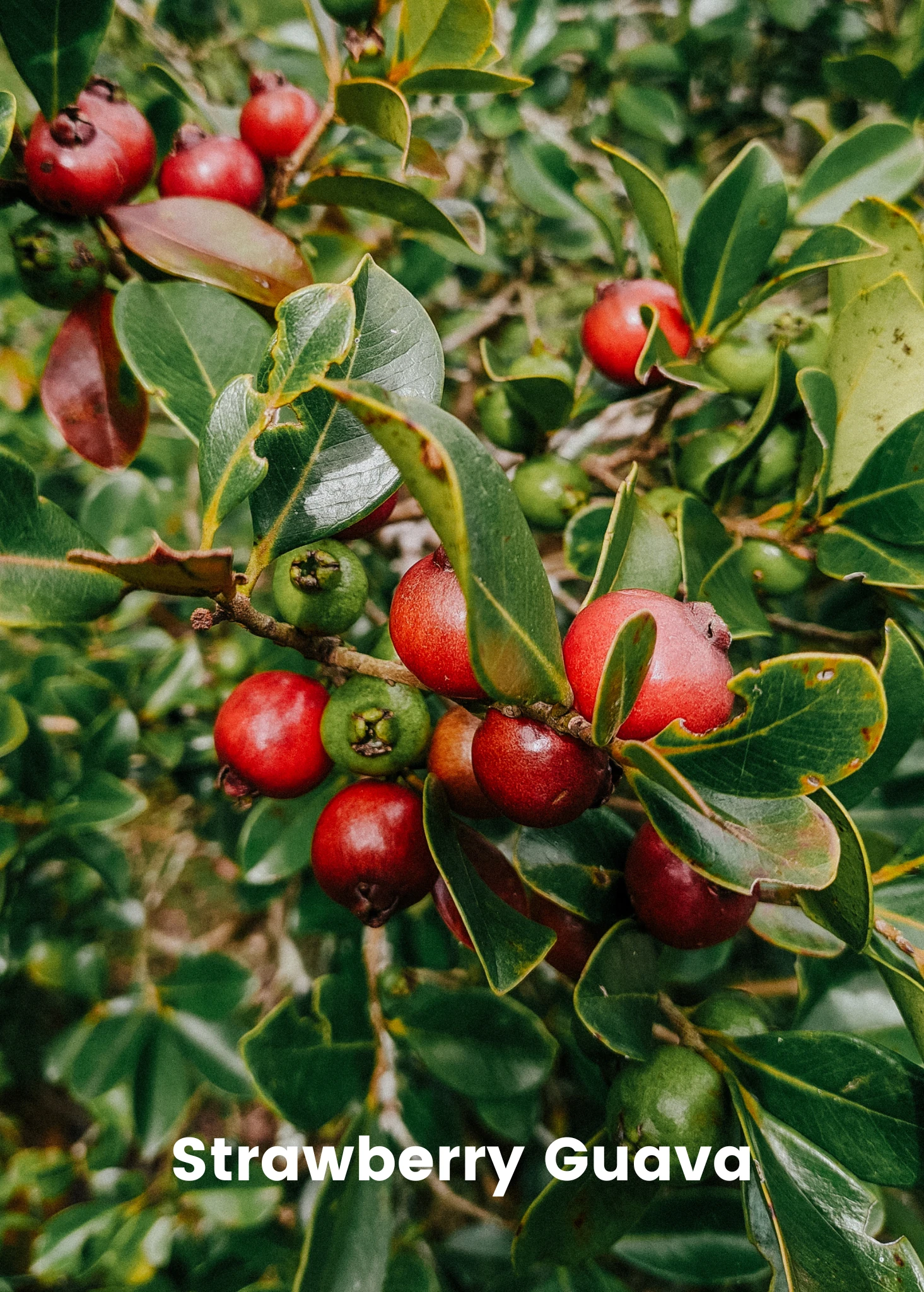 Guava Bundle: Strawberry Guava & Lemon Guava 3 Guava Bundle: Strawberry Guava & Lemon Guava - Image 3