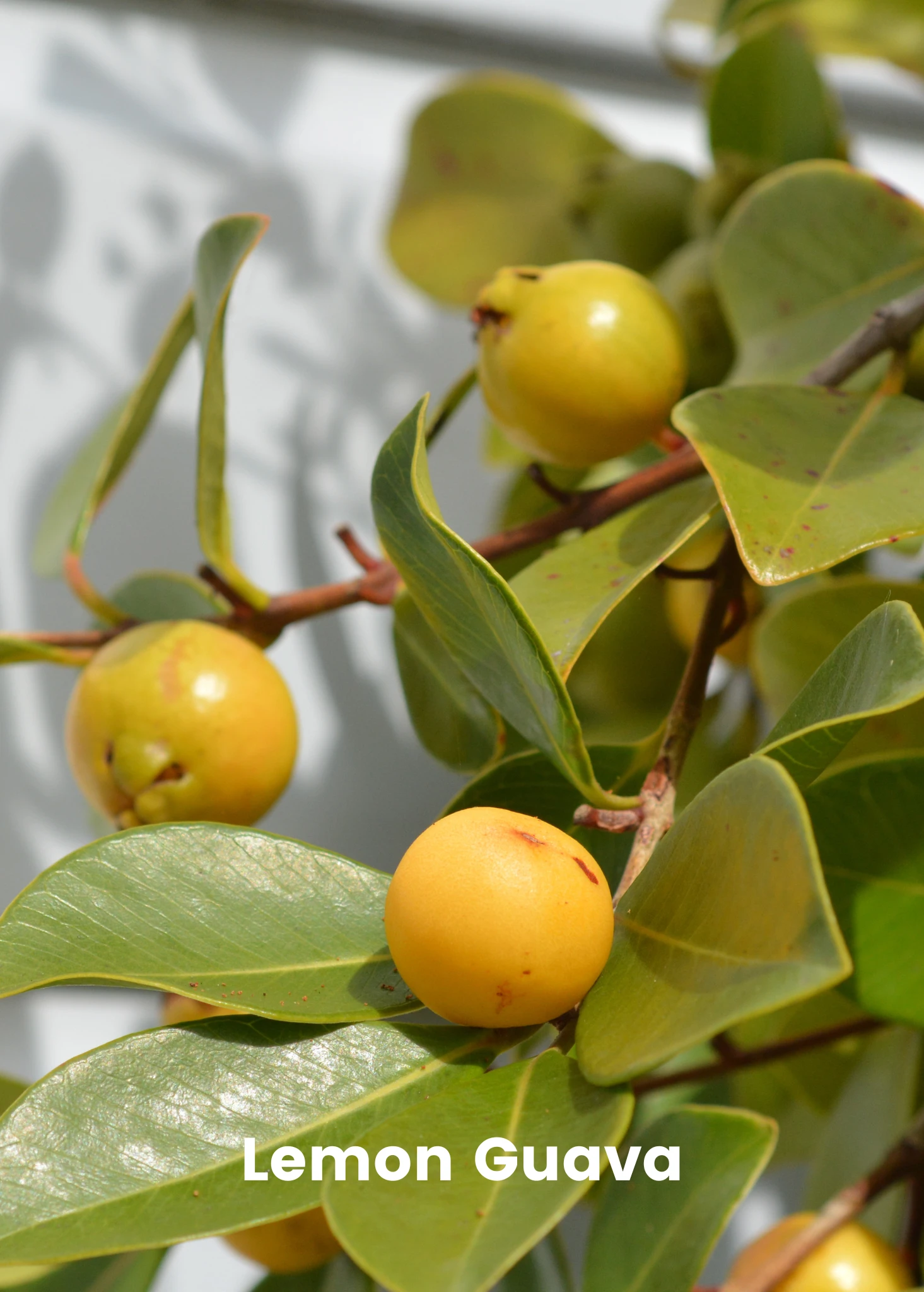 Guava Bundle: Strawberry Guava & Lemon Guava 2 Guava Bundle: Strawberry Guava & Lemon Guava - Image 2