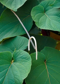 Hoja Santa (Piper Auritum)