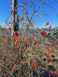 Christmasberry (Lycium Carolinianum) -Sowexotic Shop IMG 0078