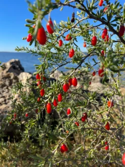 Christmasberry (Lycium Carolinianum) -Sowexotic Shop IMG 0088 scaled