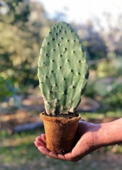 Nopales Cactus (Opuntia Matudae)