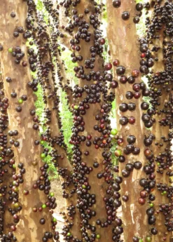 Jabuticaba (Plinia Cauliflora) -Sowexotic Shop Jabuticabafruittreeforsalesowexotic