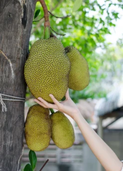 Jackfruit Seedling (Artocarpus Heterophyllus) 5 Jackfruit Seedling (Artocarpus Heterophyllus) -Sowexotic Shop Jackfruit hanging on the tree f8c516a5 f4dc 421f beab b6e62fa2b59c